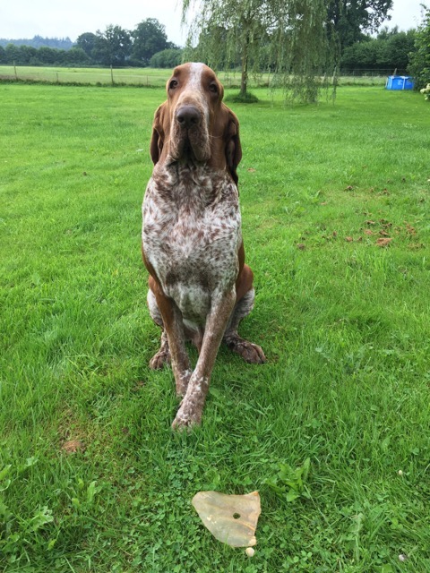 Ein braun-weißer Jagdhund sitzt auf der Wiese und schaut auf einen Kauartikel vor sich im Gras