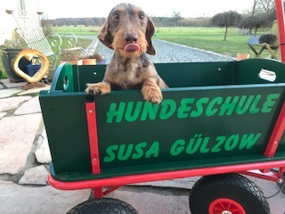 Foto aus der Hundeschule Gülzow