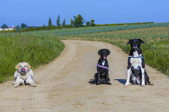 Drei Hunde sitzen nebeneinander auf einem Feldweg