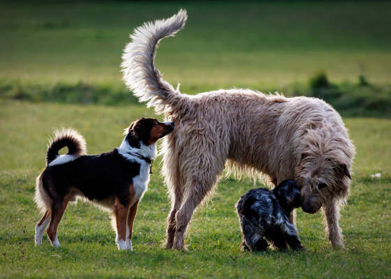 Drei Hunde unterschiedlicher Größe beschnuppern sich auf der Wiese