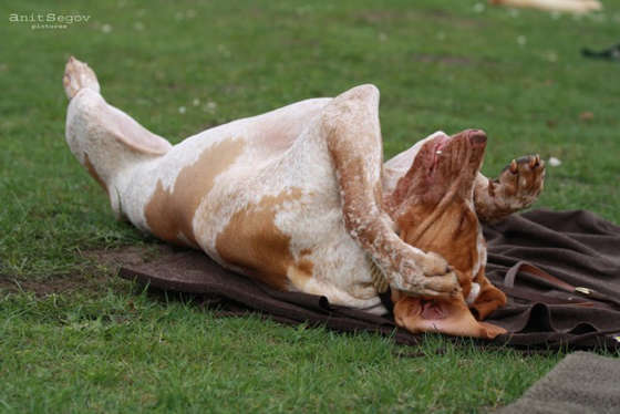 Ein orange-weißer Hund wälzt sich entspannt auf einer Decke im Gras