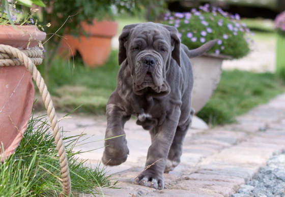 Ein junger grauer Hund läuft über eine Terrasse mit Blumentöpfen
