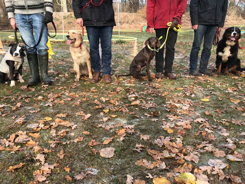 hundeschule november 2018