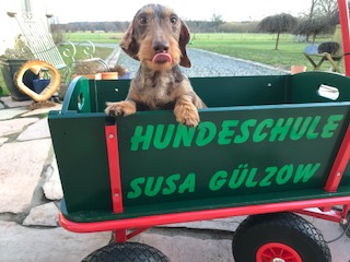 welpenkurse hundeschule buechen