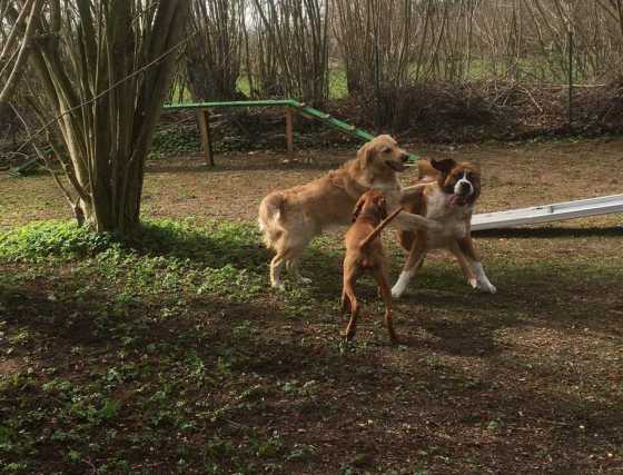 hundeschule 2021 5