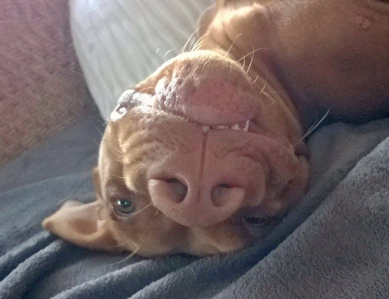 dog blog 10 492