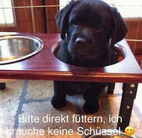 hundeschule blog 4