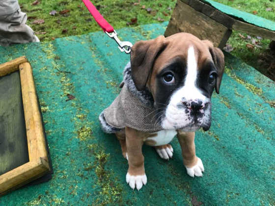 hundeschule boxer maxi