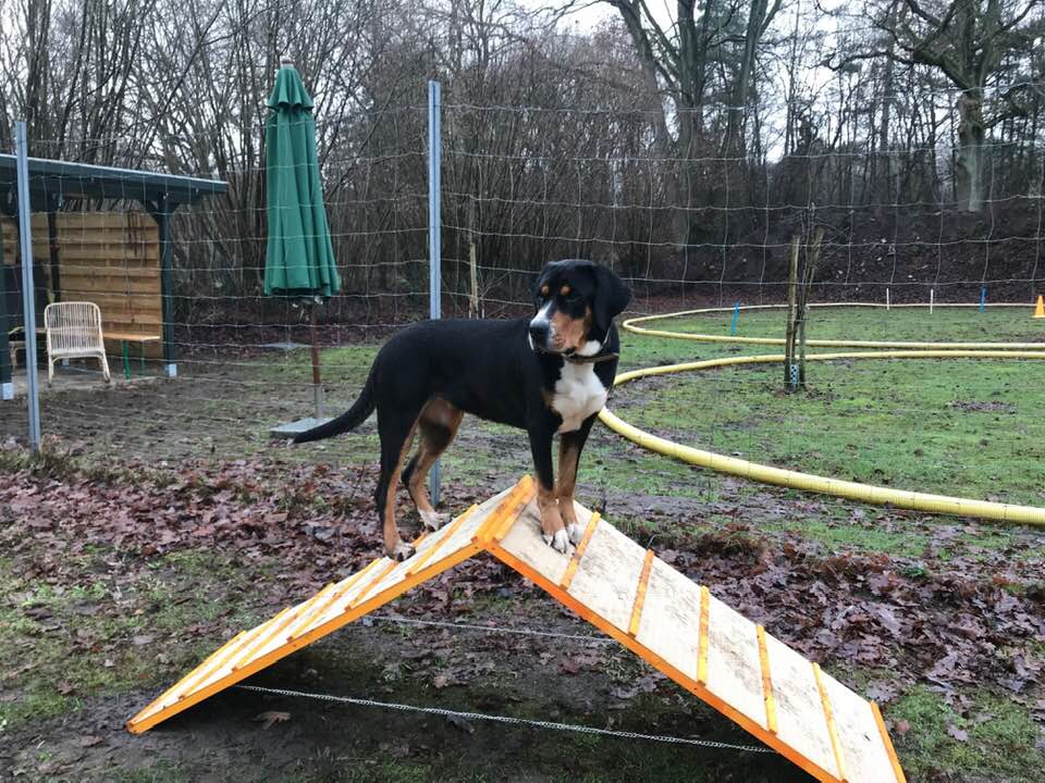 hundeschule cross dogging kurse 2