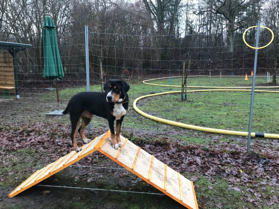 hundeschule cross dogging kurse 3