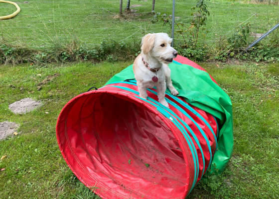 hundeschule hundetraining peppy k