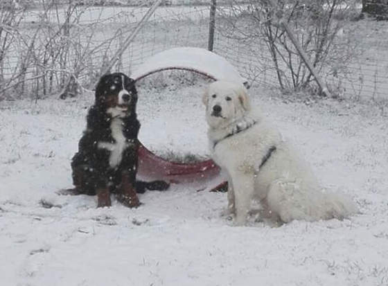 hundeschule im schnee 2