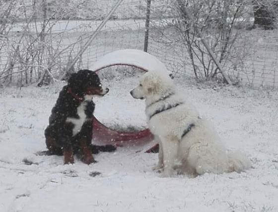 hundeschule im schnee