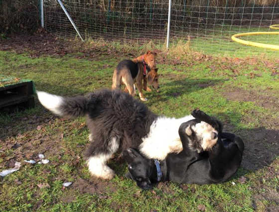 hundeschule welpenkurs februar 2018