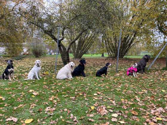 hundetraining hundeschule 1