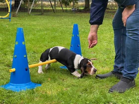 hundetraining hundeschule 3 basset