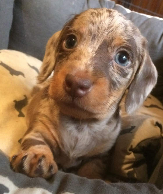 Unser Neuzugang in der Hundeschule