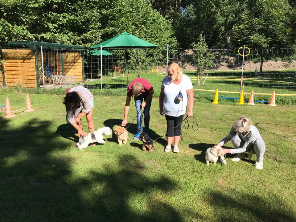 hundetrining juni 2018