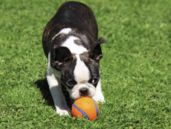 erstgespraech hundeschule roseburg