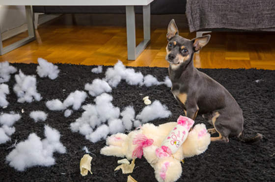 hund zerfetzt mobiliar