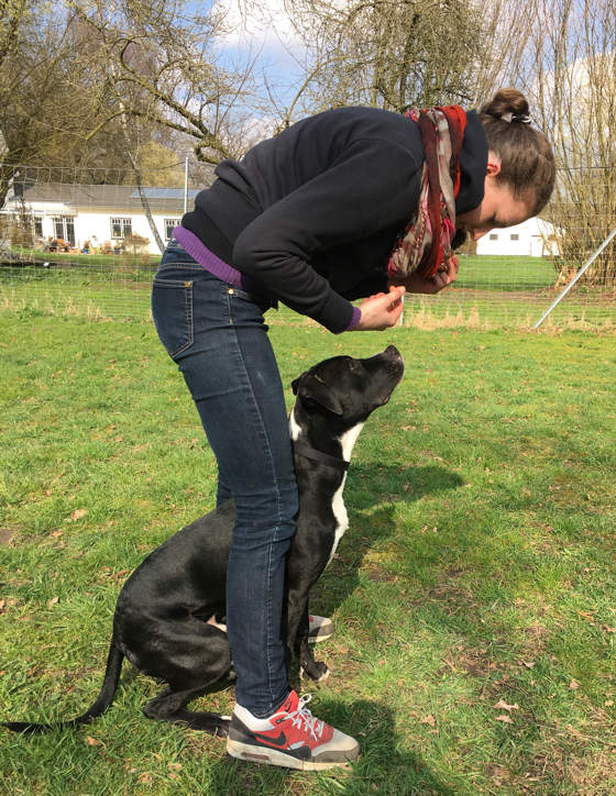 hundeschule hundetraining schwarzenbek moelln hunde einzeltraining