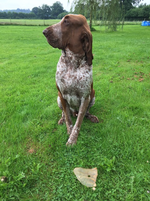 giftkoeder hunde hundetrainer