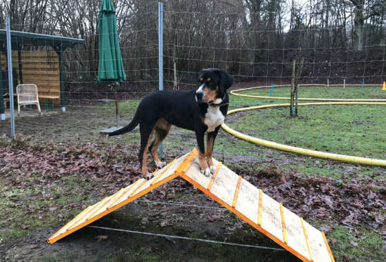 hundeschule cross dogging 1