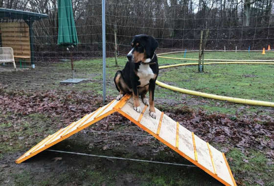 hundeschule cross dogging 2