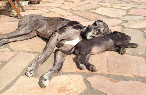 hundeschule hundekurse schwarzenbek moelln roseburg