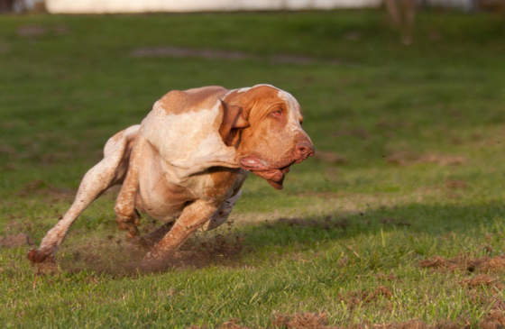 rueckruftraining hundeschule 2