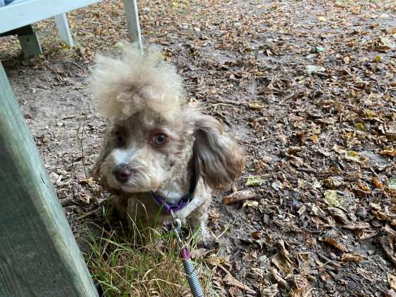 hundeschule hundefriseur 2