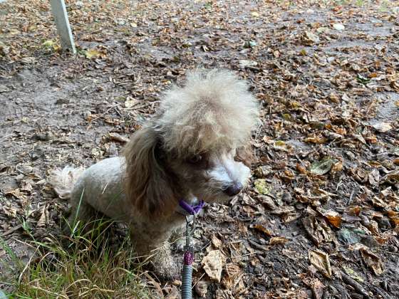 hundeschule hundefriseur